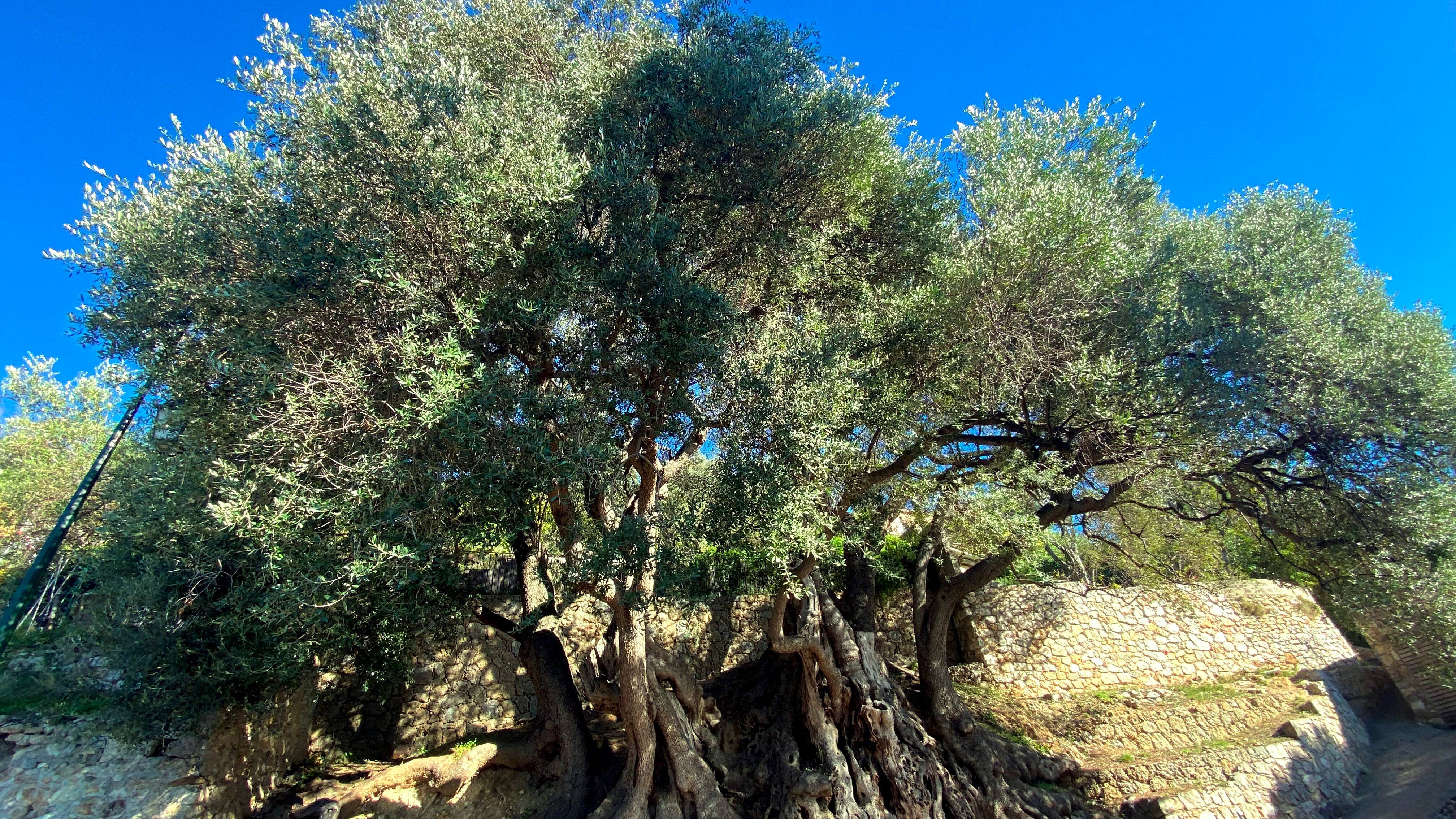 En lice pour devenir le plus bel arbre de France, cet olivier de la Côte d'Azur serait aussi le plus vieux du pays