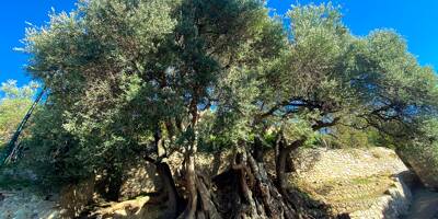 Cet olivier de la Côte d'Azur a reçu le prix 