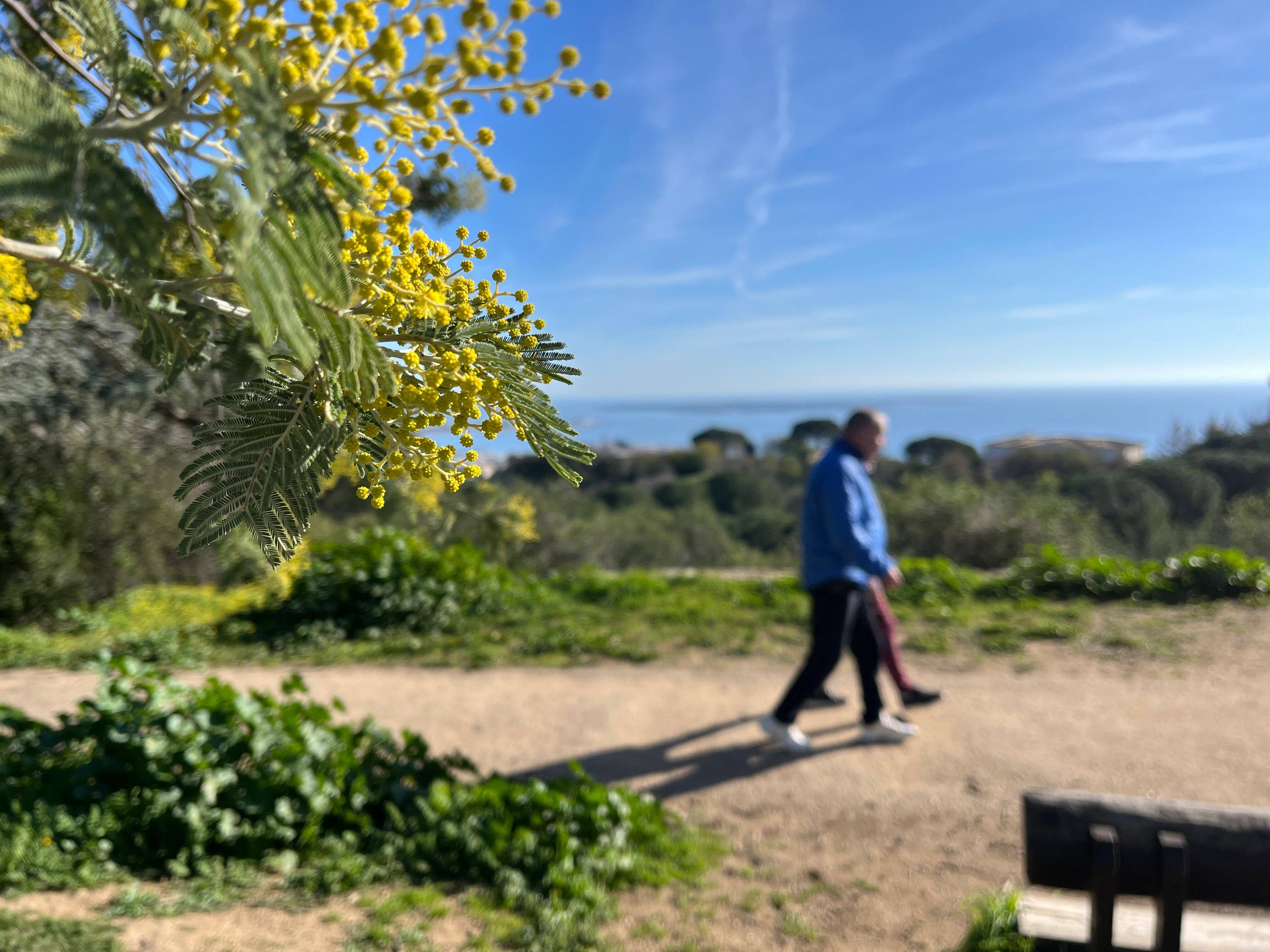 "Il est sur la liste rouge des pestes végétales": comment Cannes protège et contrôle son mimosa, une plante invasive pour la flore environnante
