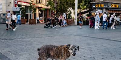 Cent ans après, les chiens errants de nouveau dans la tourmente en Turquie