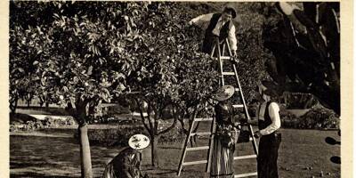 Le coin du Mentounasc: revivez la cueillette des citrons de Menton comme autrefois