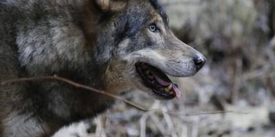 Comment l'Office Français de la Biodiversité planche vers une meilleure estimation et cohabitation avec le loup dans la Vallée de La Roya