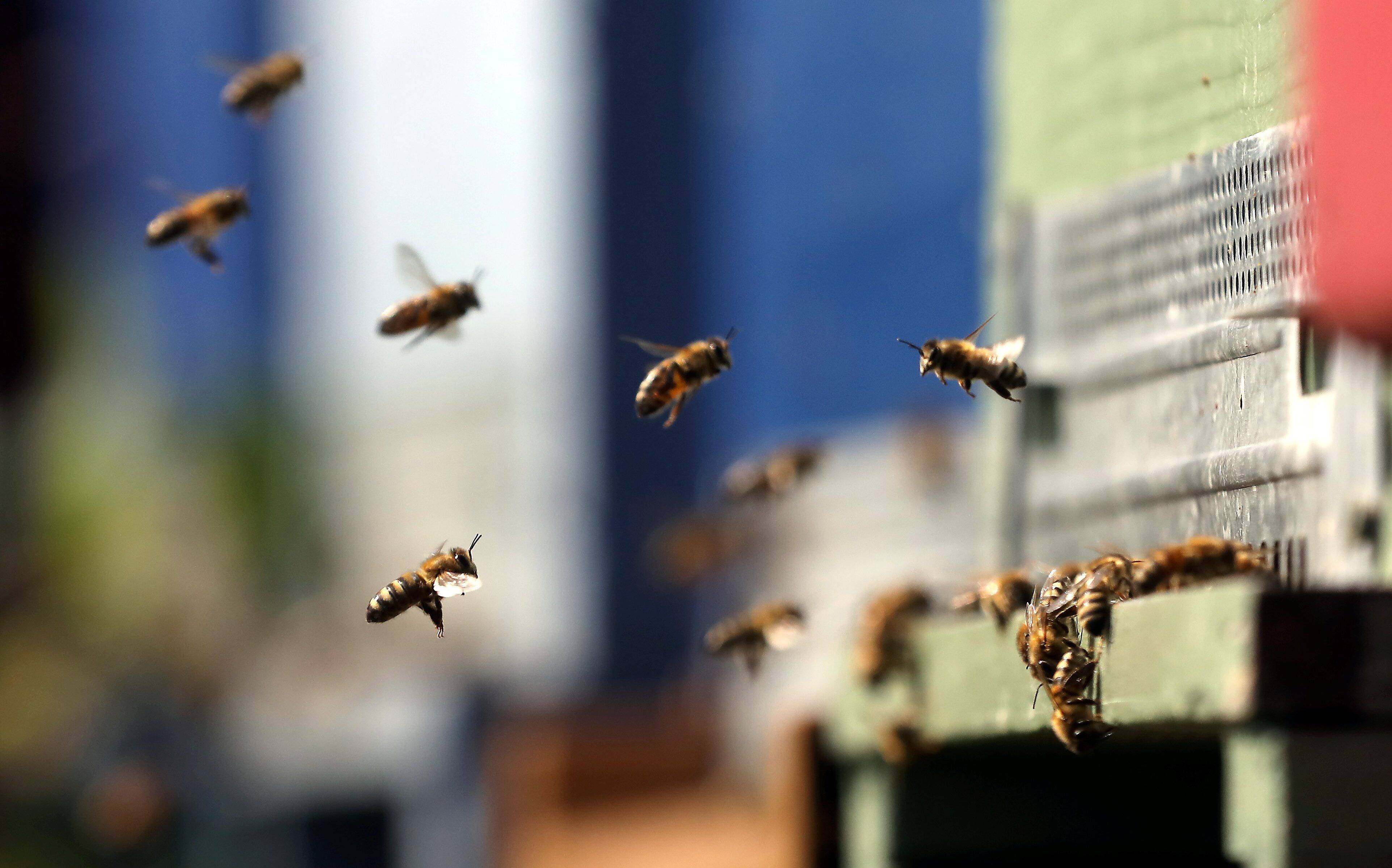 "Il faut sauver les abeilles": démunis, les apiculteurs de la Côte d'Azur demandent au gouvernement d'agir contre le frelon asiatique