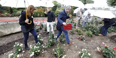 Malgré la pluie, le 7e concours de roses nouvelles a émerveillé le jury ce jeudi à Monaco