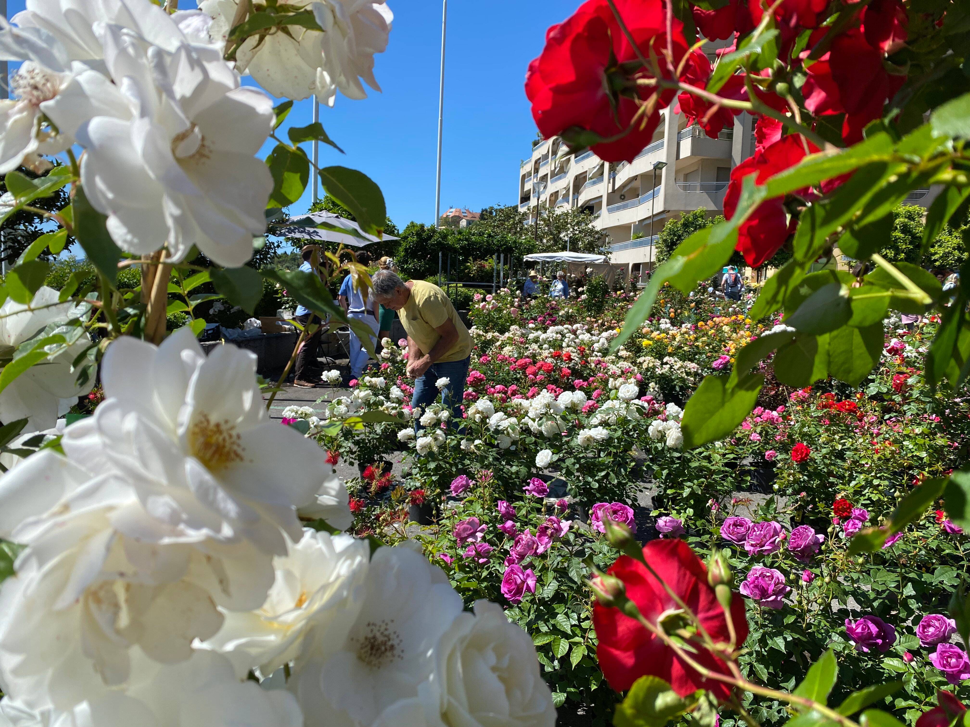 Exporose à Grasse: les conseils des professionnels pour vous aider à bien choisir et planter vos rosiers