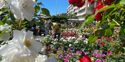 Exporose à Grasse: les conseils des professionnels pour vous aider à bien choisir et planter vos rosiers