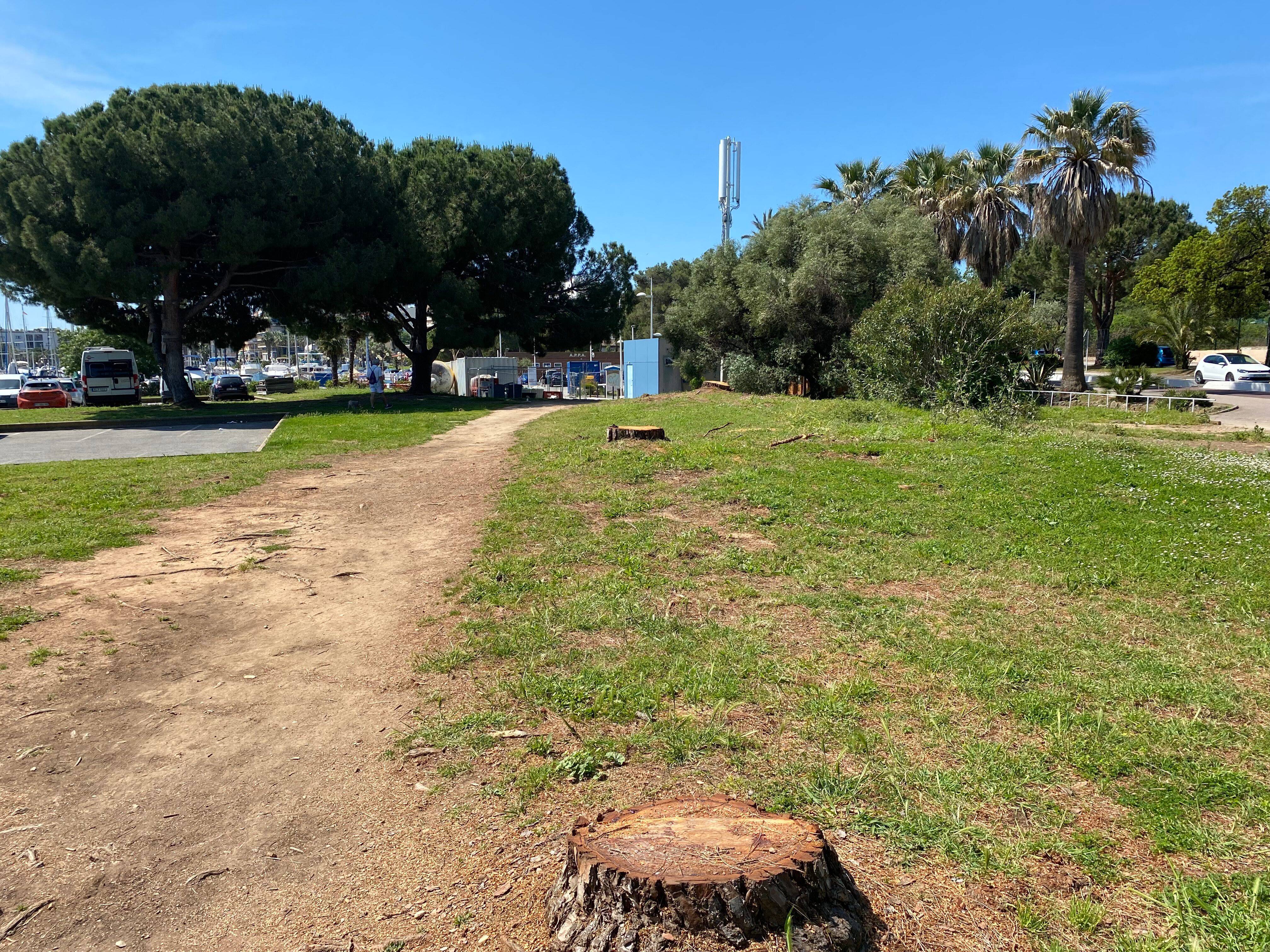 Pourquoi quatre arbres qui n'étaient pas malades ont été abattus au port Vauban à Antibes? On vous explique