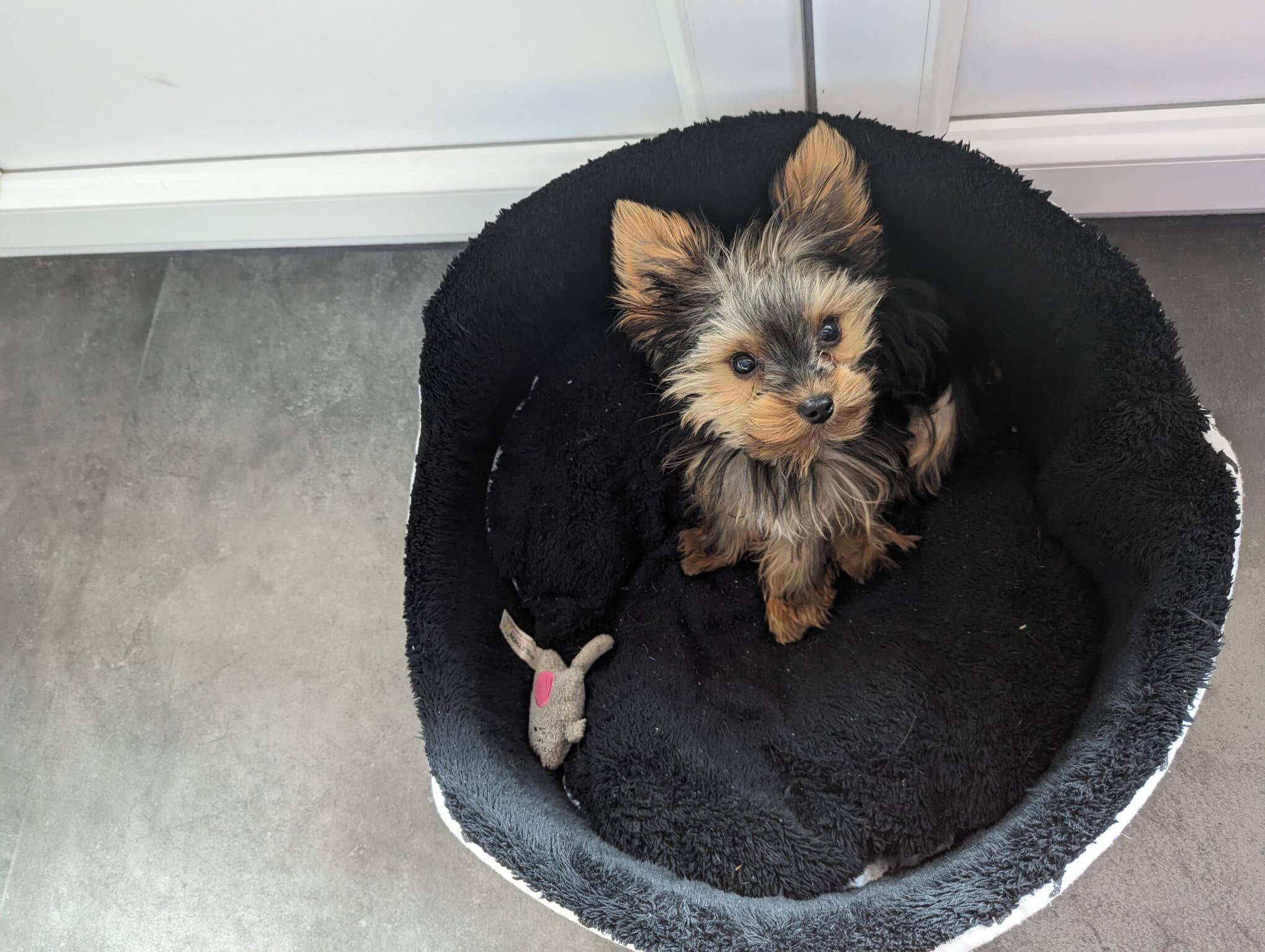 Un chiot tué après l'attaque d'un chien non tenu en laisse à Roquebrune-Cap-Martin: la justice saisie