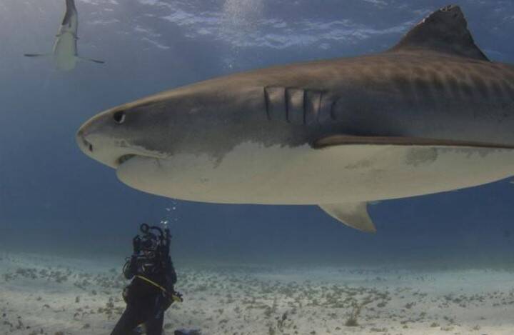Un festival entre électro et défense de l'océan à la Citadelle de Saint-Tropez
