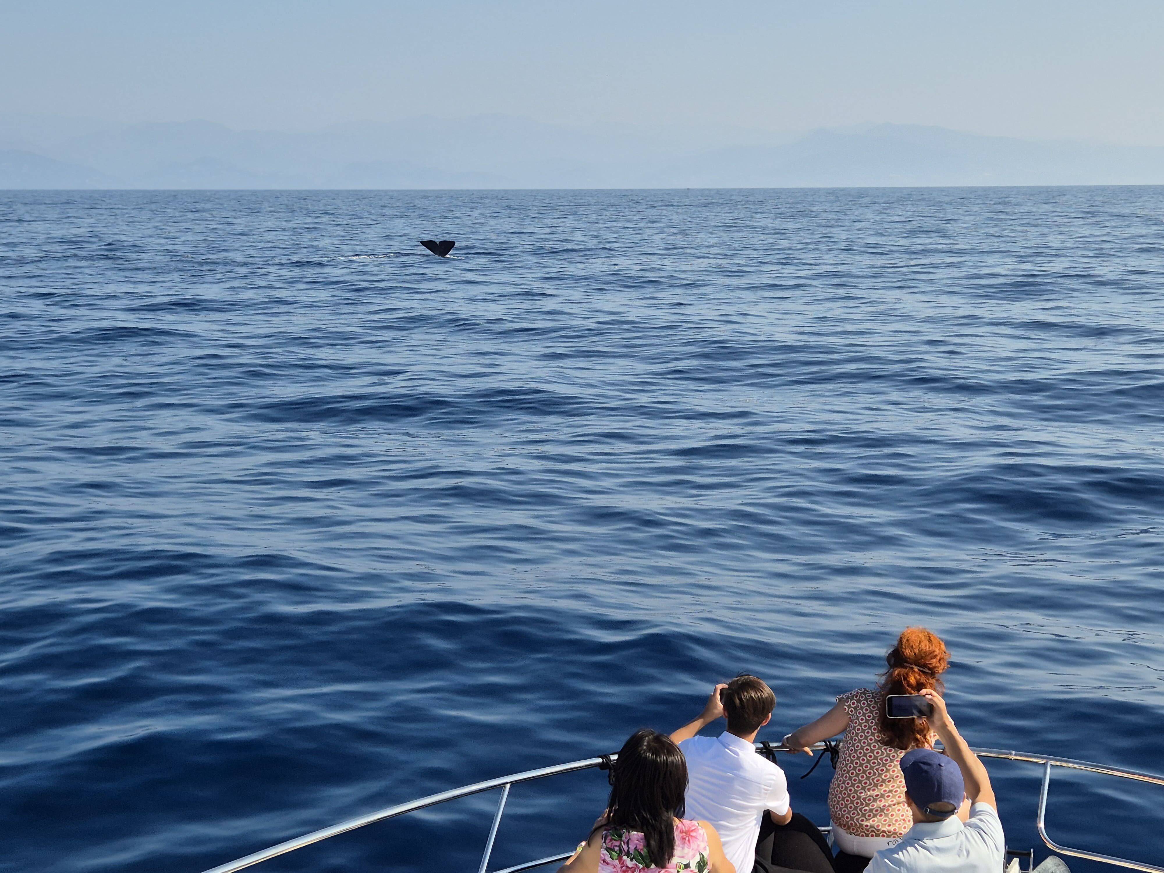Lors d'une sortie en bateau, un couple filme l'émouvant spectacle d'un cachalot au large de Monaco