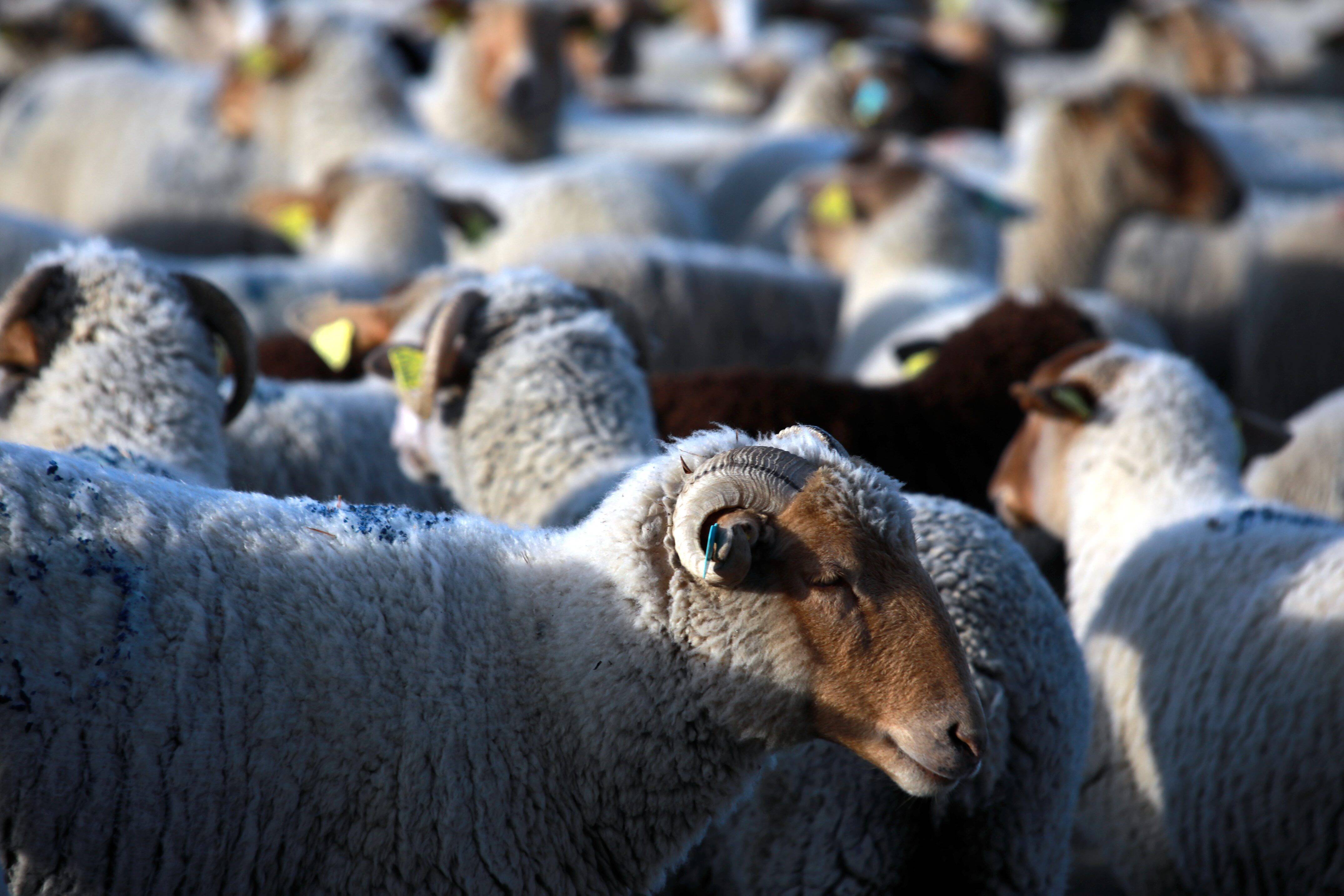 Ils ont interdiction de s'abreuver à proximité d'une source d'eau potable: où les moutons peuvent-ils boire dans l'arrière-pays niçois?