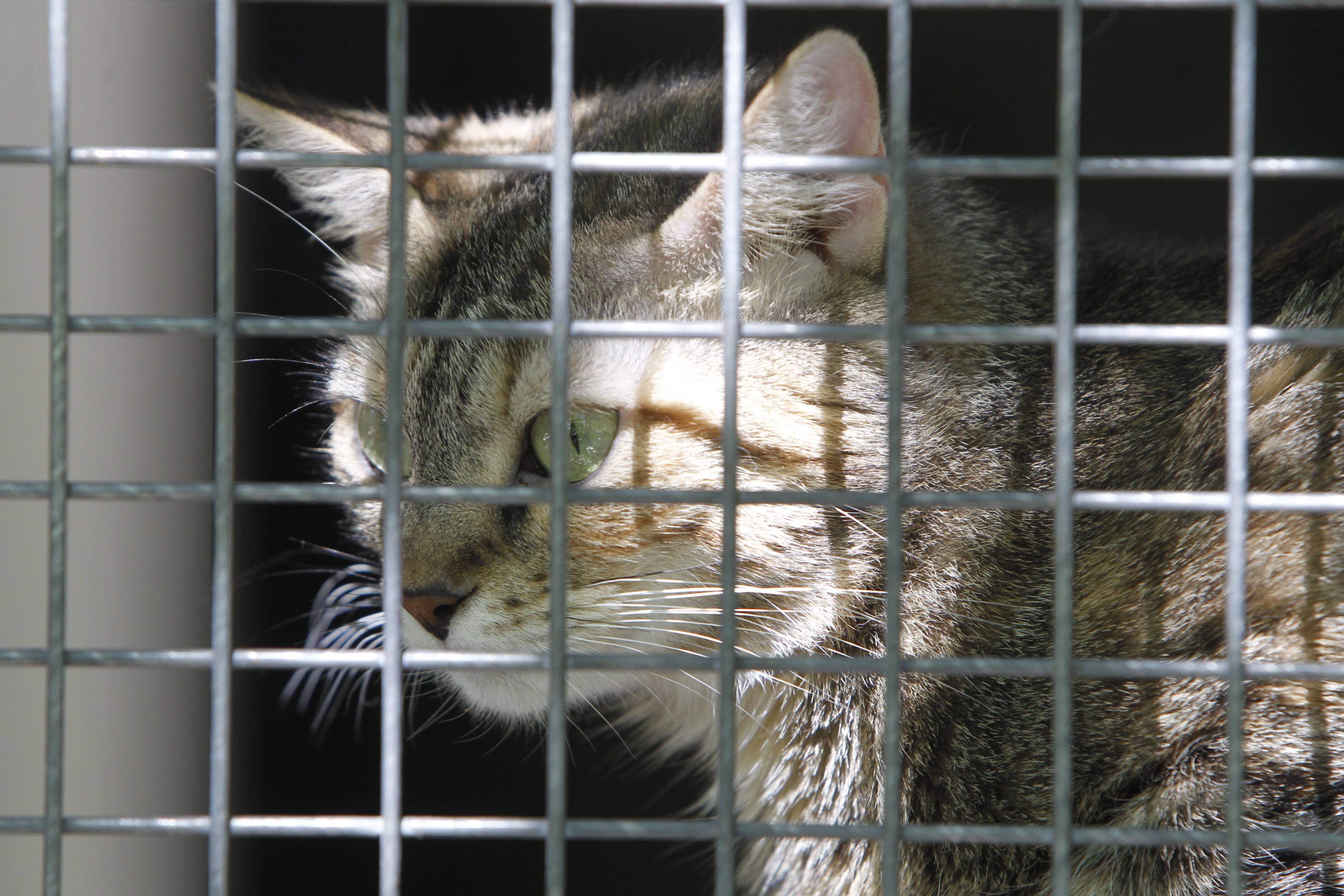 Une Varoise condamnée pour avoir abandonné chez elle 60 chats malnutris, dont 15 ont dû être euthanasiés