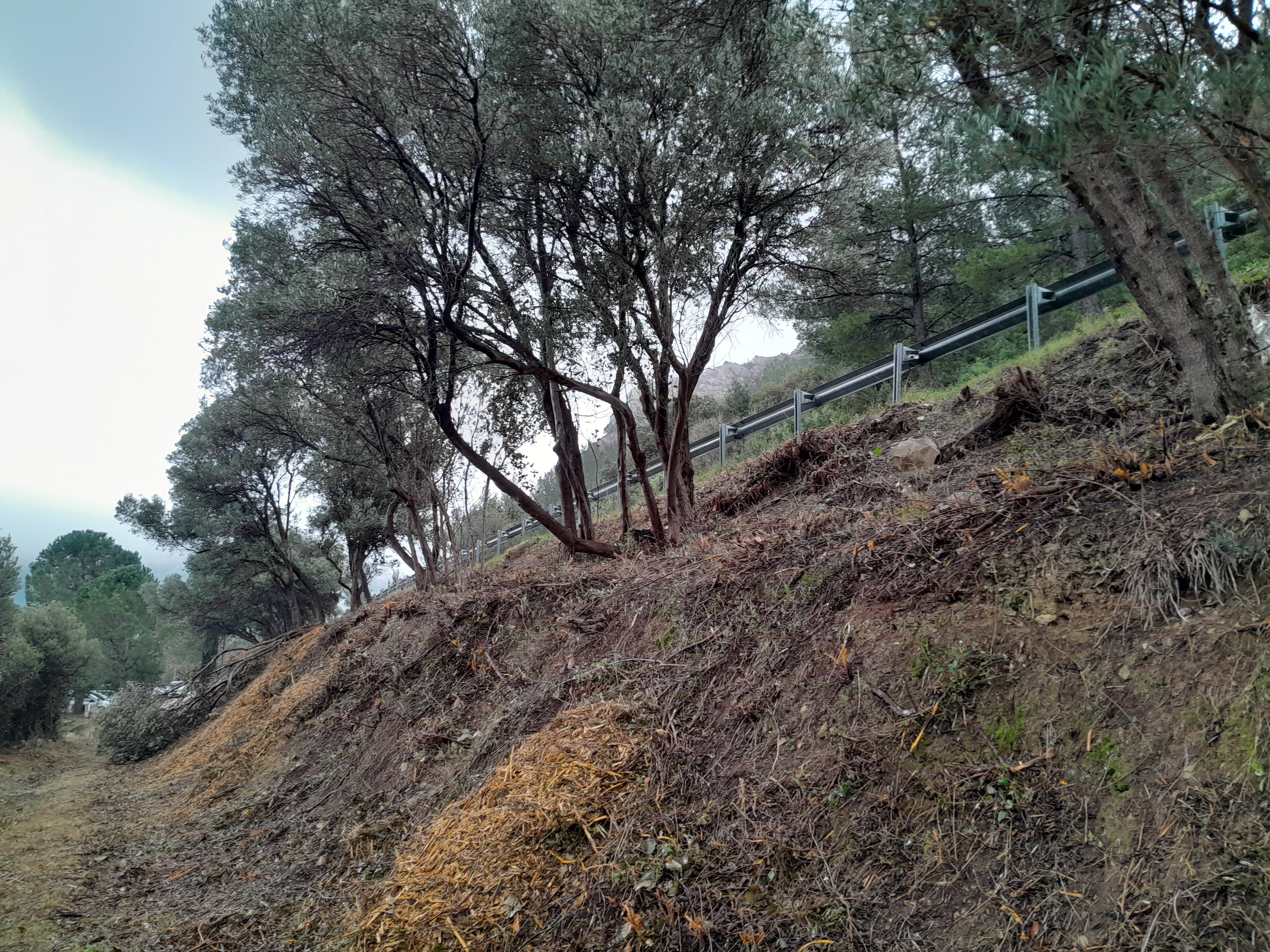 "Les dommages sont pires que les hypothétiques incendies": les propriétaires fulminent sur la manière forte employée par la mairie de Toulon pour le débroussaillement
