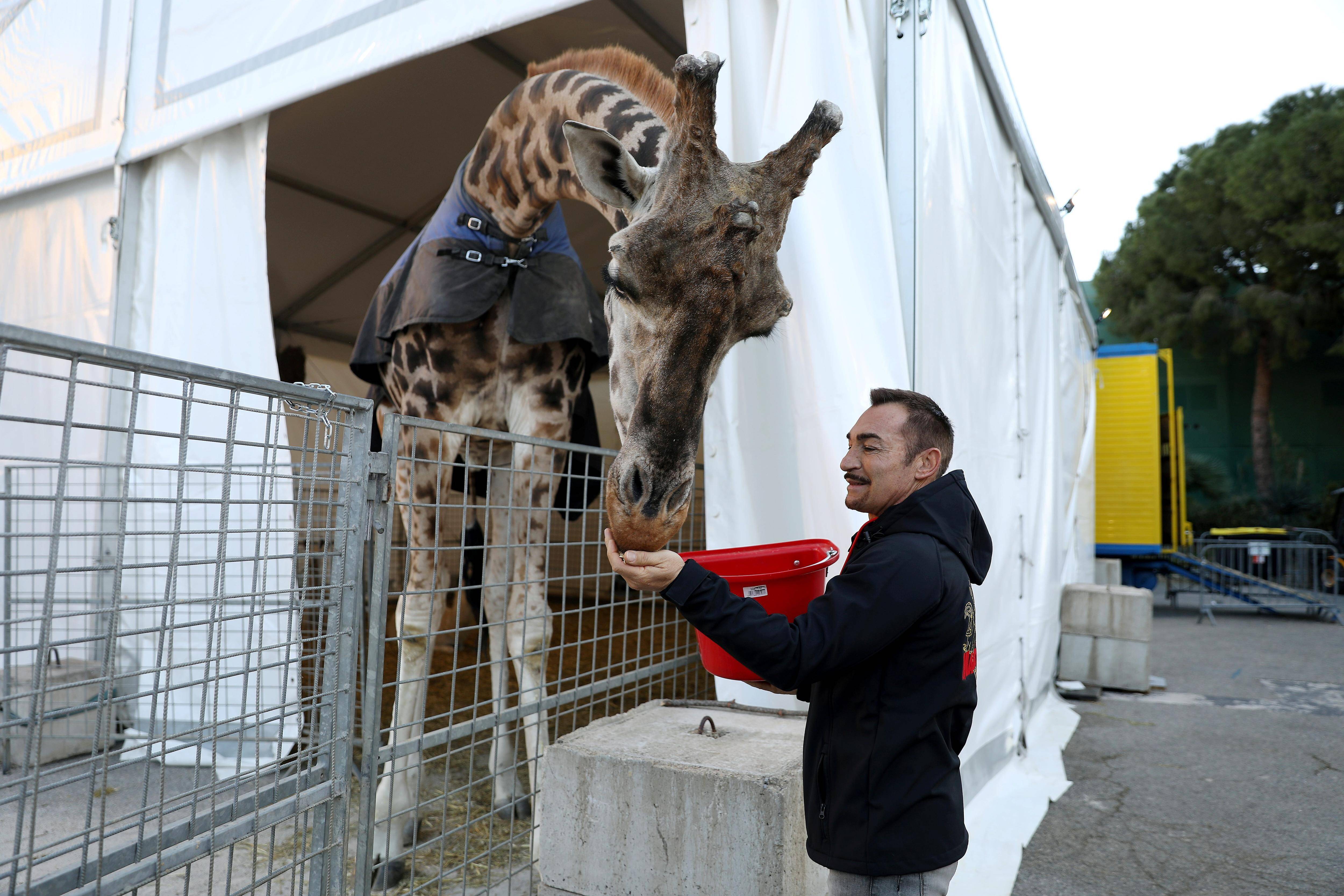 "On fait plus attention aux animaux qu'à nous-mêmes", assure l'équipe du 47e Festival du cirque de Monte-Carlo
