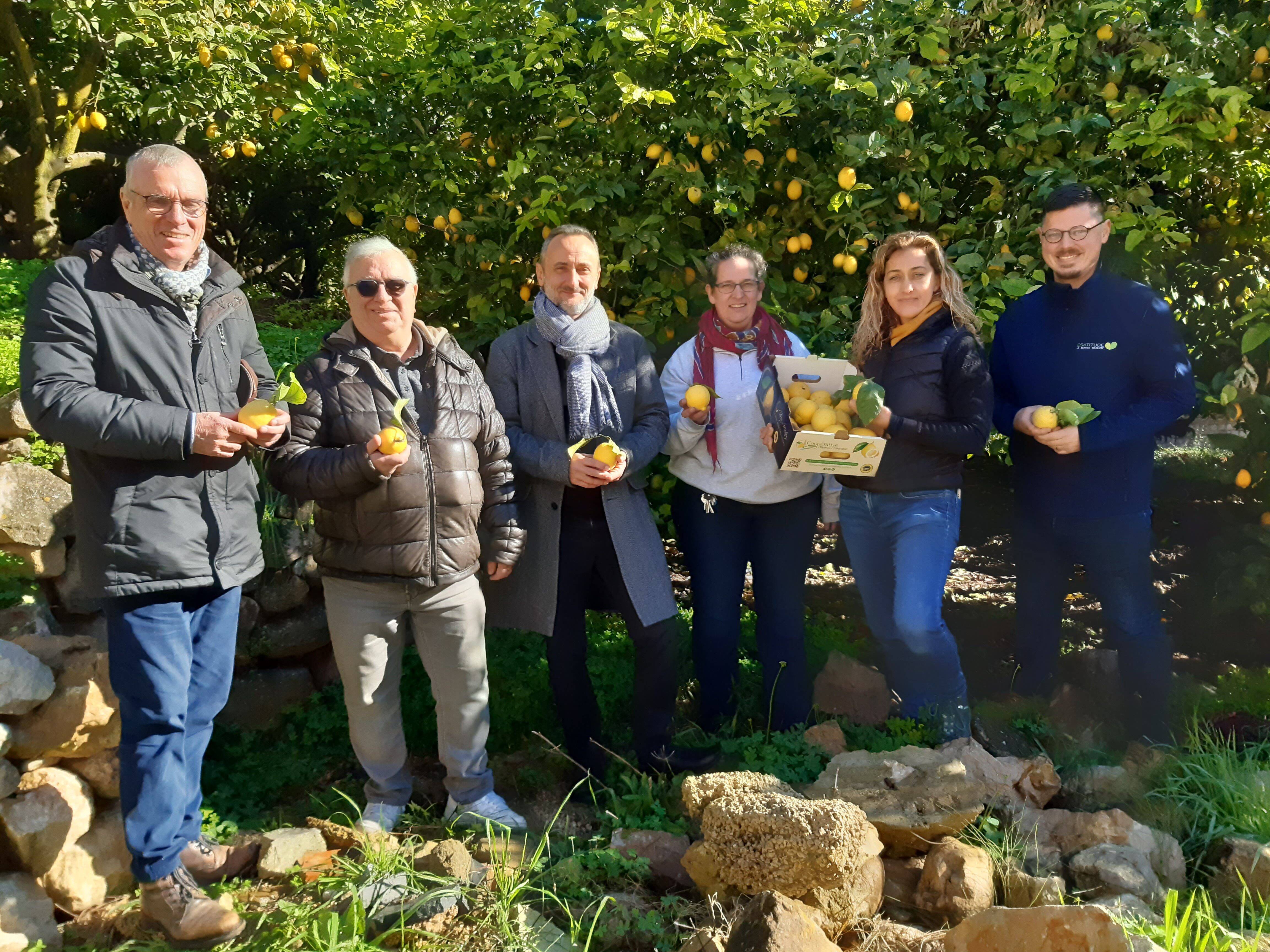 Des citrons de Menton à foison pour une filière en structuration