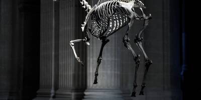 Le squelette du cheval de Napoléon au-dessus de son tombeau suscite la polémique
