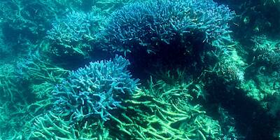 L'océan est trop chaud, la Grande Barrière de corail victime d'un 