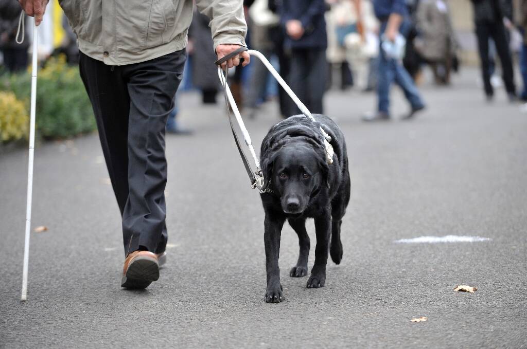Handicap: les chiens guides encore trop souvent refusés dans les lieux publics