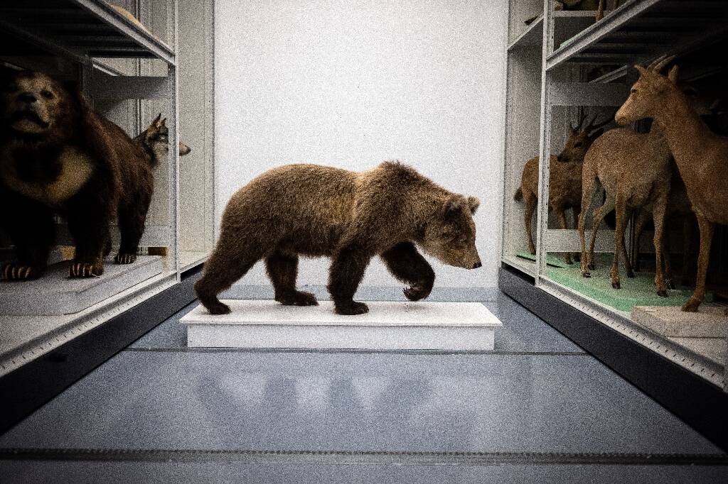Des ours tués dans les montagnes des Pyrénées entrent au muséum d'histoire naturelle de Toulouse
