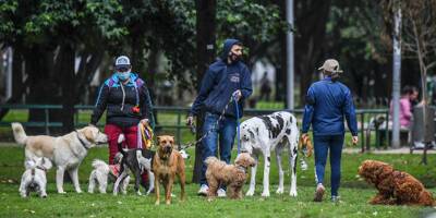 Animal contre rançon: en Colombie, la nouvelle mode des vols de chiens inquiète