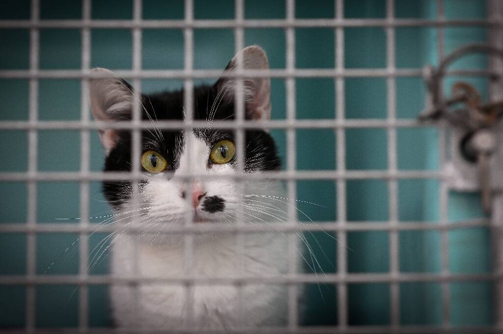 Sanctions et mesures sur les cirques, animaleries et delphinariums... Ce que doivent valider les parlementaires contre la maltraitance animale