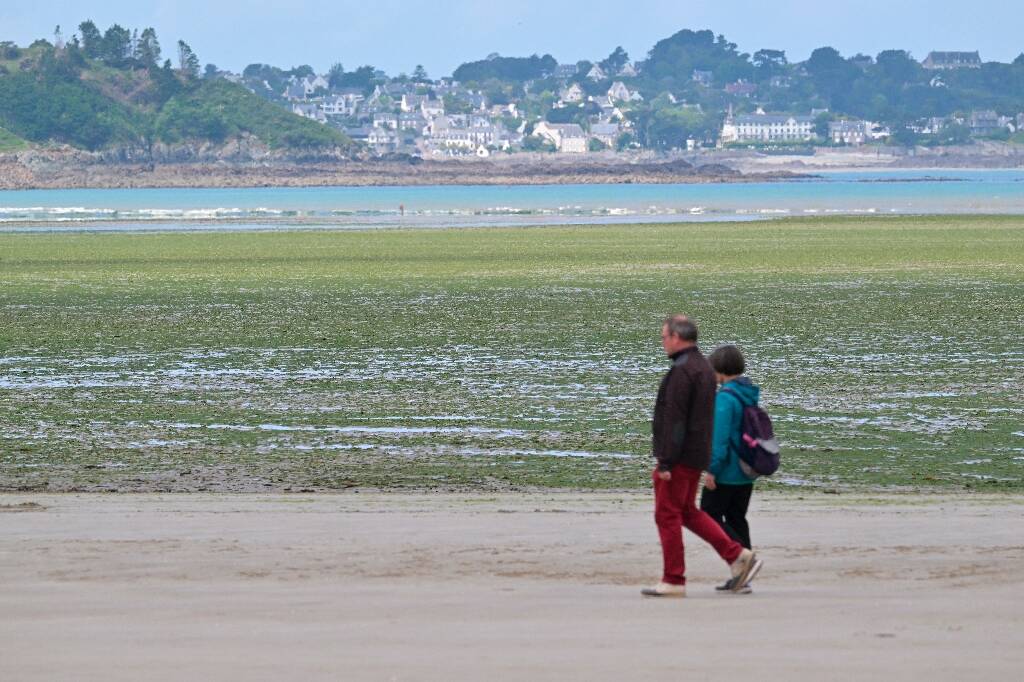 Algues vertes: l'Etat devra faire plus contre la pollution aux nitrates en Bretagne