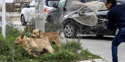 L'inquiétude monte au Maghreb après des attaques de chiens errants à répétition