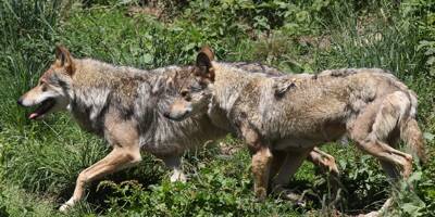 Le nombre de loups en France recule, rouvrant les débats sur sa protection