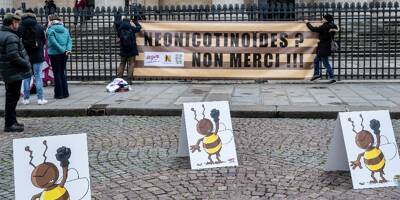 La France renonce à autoriser les néonicotinoïdes pour les semences de betterave