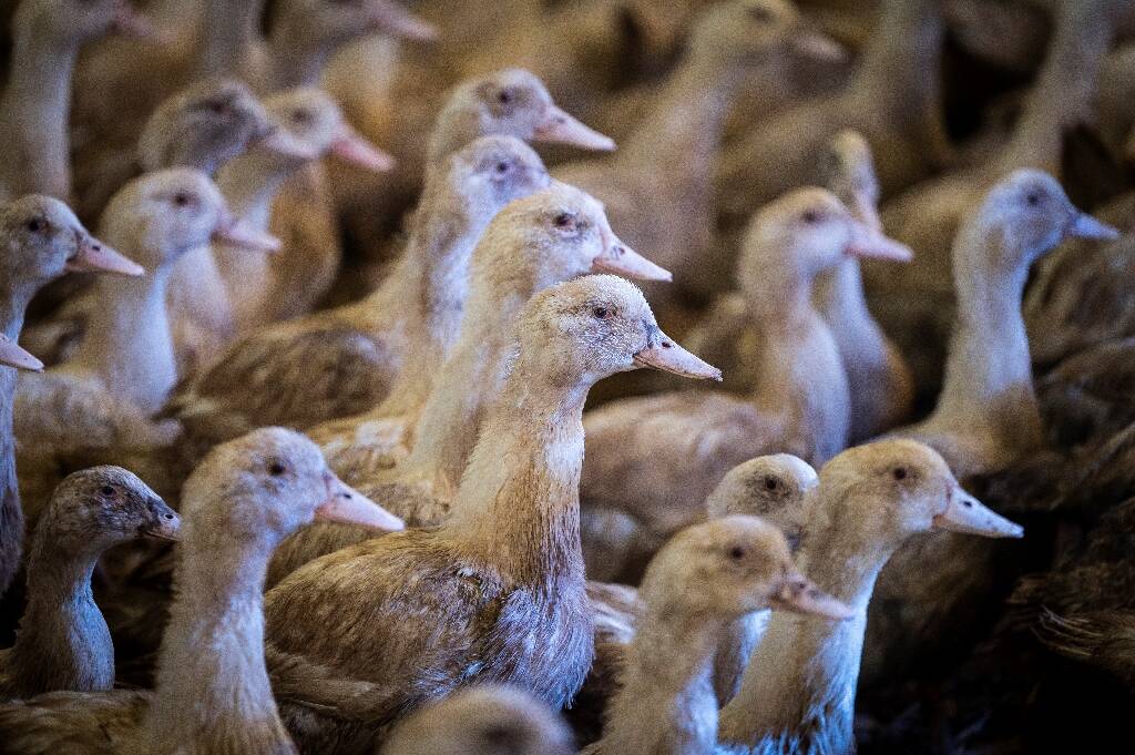 Grippe aviaire: la France veut vacciner à l'automne 2023, déjà 2 millions de volailles abattues en décembre