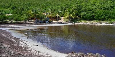 Les sargasses envahissent les plages de Guadeloupe, l'Etat cherche des solutions