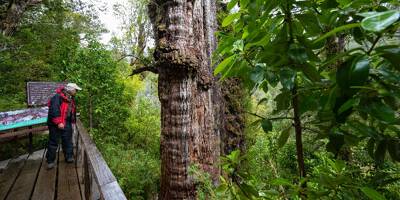 Au Chili, un arbre vieux de 5.000 ans, 