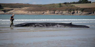 Une nouvelle baleine s'échoue sur une plage du Finistère