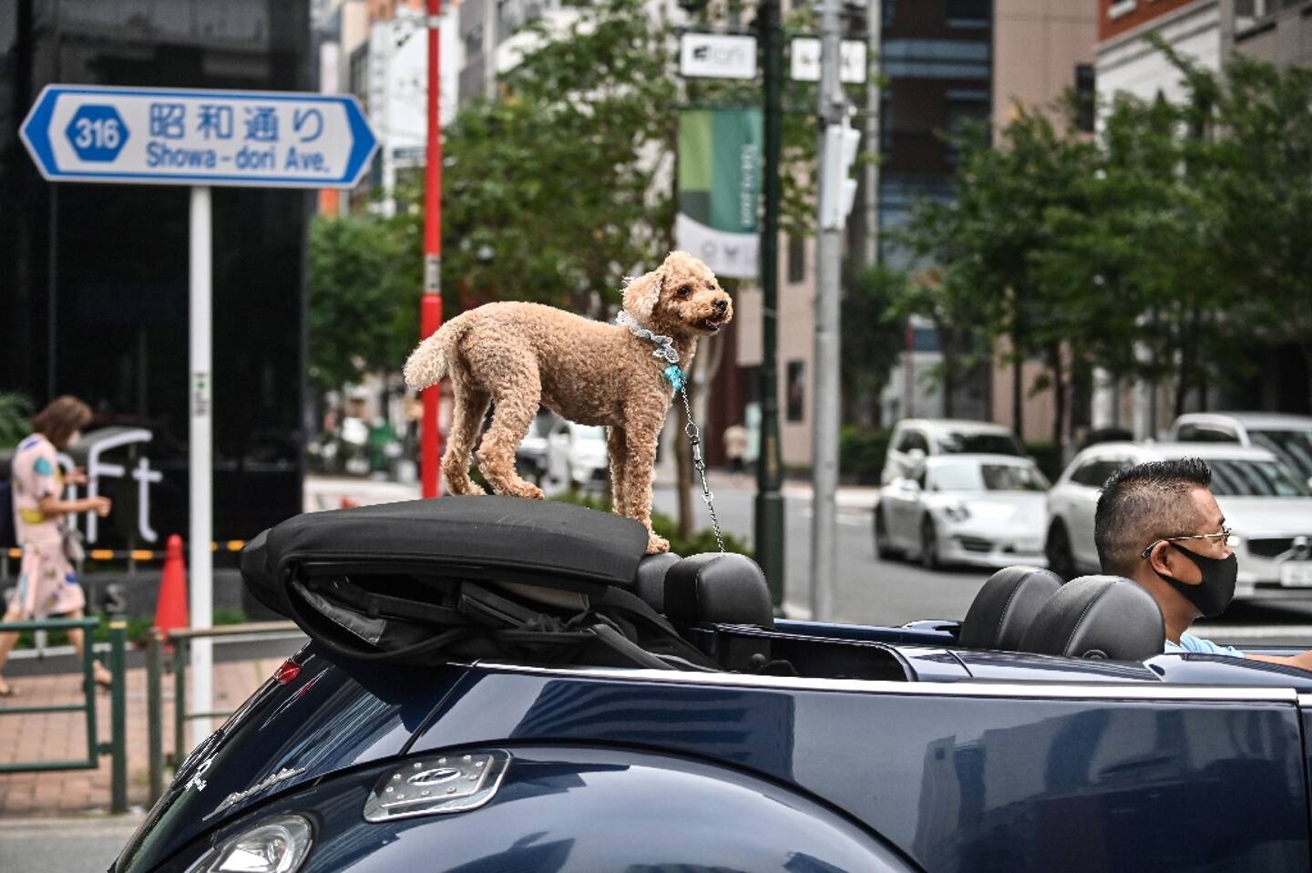 Avoir Un Chien Ou Un Chat Est Il Plus Mauvais Pour L Environnement Que De Rouler En Suv Nice Matin Avoir Un Chien Ou Un Chat Est Il Plus Mauvais Pour L Environnement Que De Rouler En Suv Nice Matin