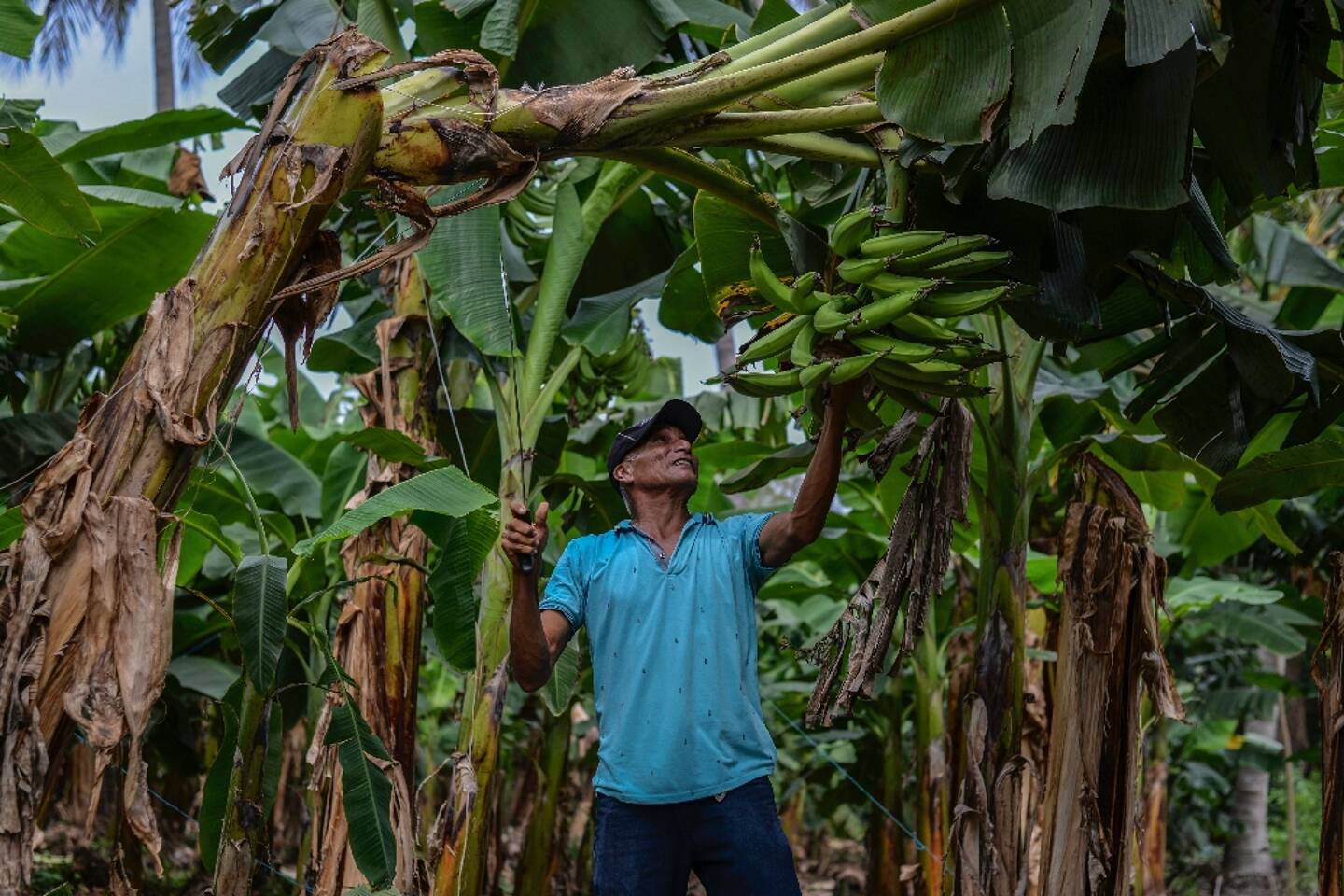 Pedro Fleets, a farm worker, in an orchard in Chindenga, Nicaragua on May 11, 2022.