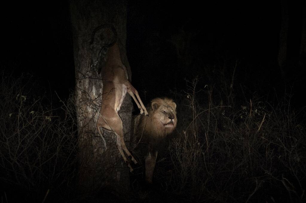 L'UICN dévoile sa "Liste rouge des espèces menacées", baromètre de l'état de santé du vivant