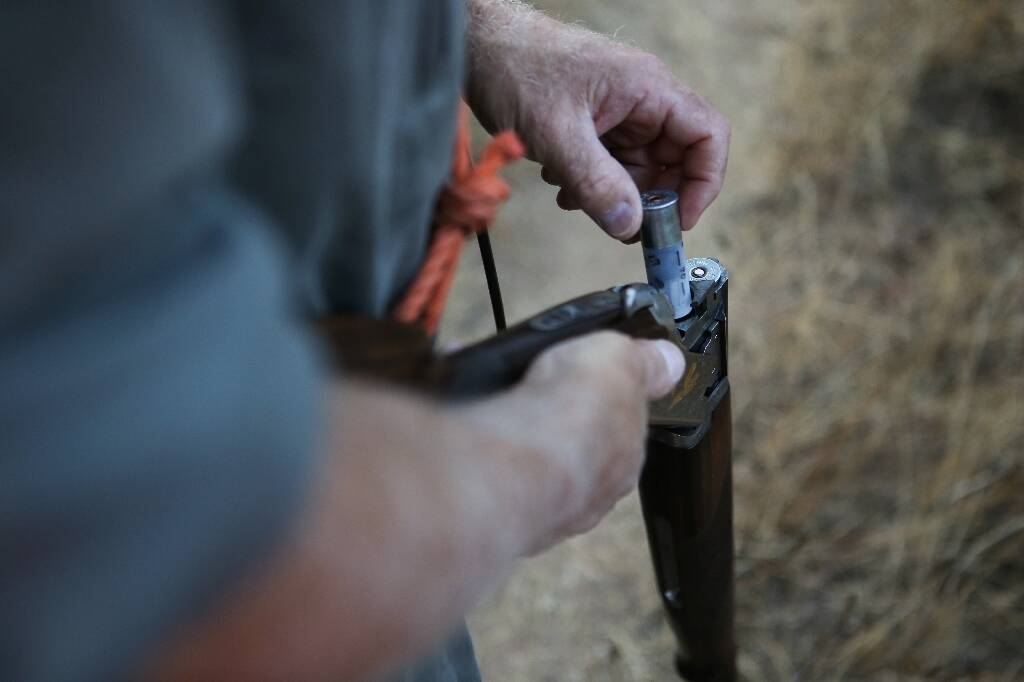 "Cette espèce reste à l'agonie": la chasse à la tourterelle des bois de nouveau autorisée en France, les défenseurs de la biodiversité s'indignent
