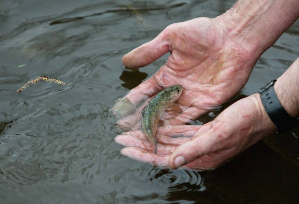 Les saumons sauvages de l'Allier menacés d'extinction par le changement climatique