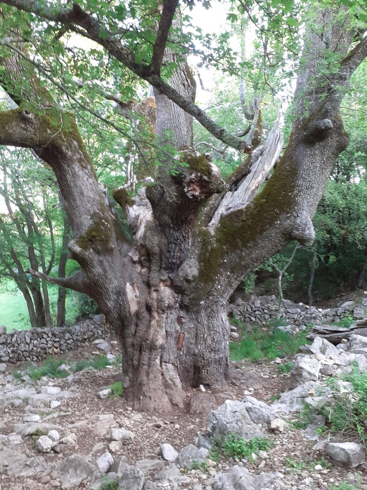 Un arbre emblématique menacé par l'afflux de randonneurs depuis le début de la pandémie de Covid-19 dans un village de la Côte d'Azur