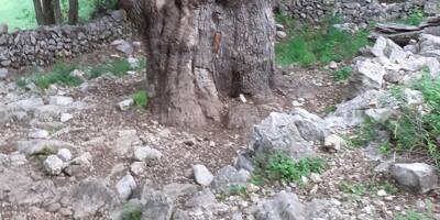 Un arbre emblématique menacé par l'afflux de randonneurs depuis le début de la pandémie de Covid-19 dans un village de la Côte d'Azur