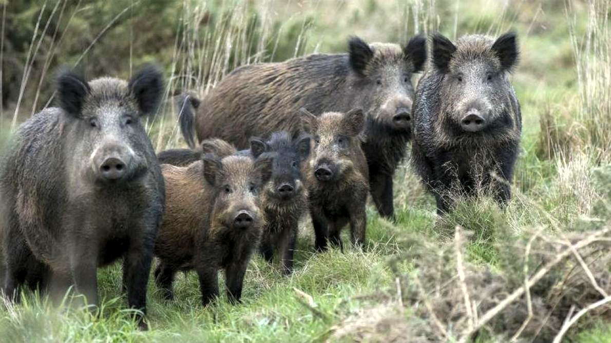 Les Sangliers Continuent De Causer Des Dégâts Dans L'ouest-Var - Var-Matin