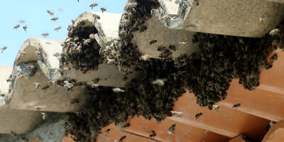 Voici nos conseils pour protéger les essaims d'abeilles près de chez vous