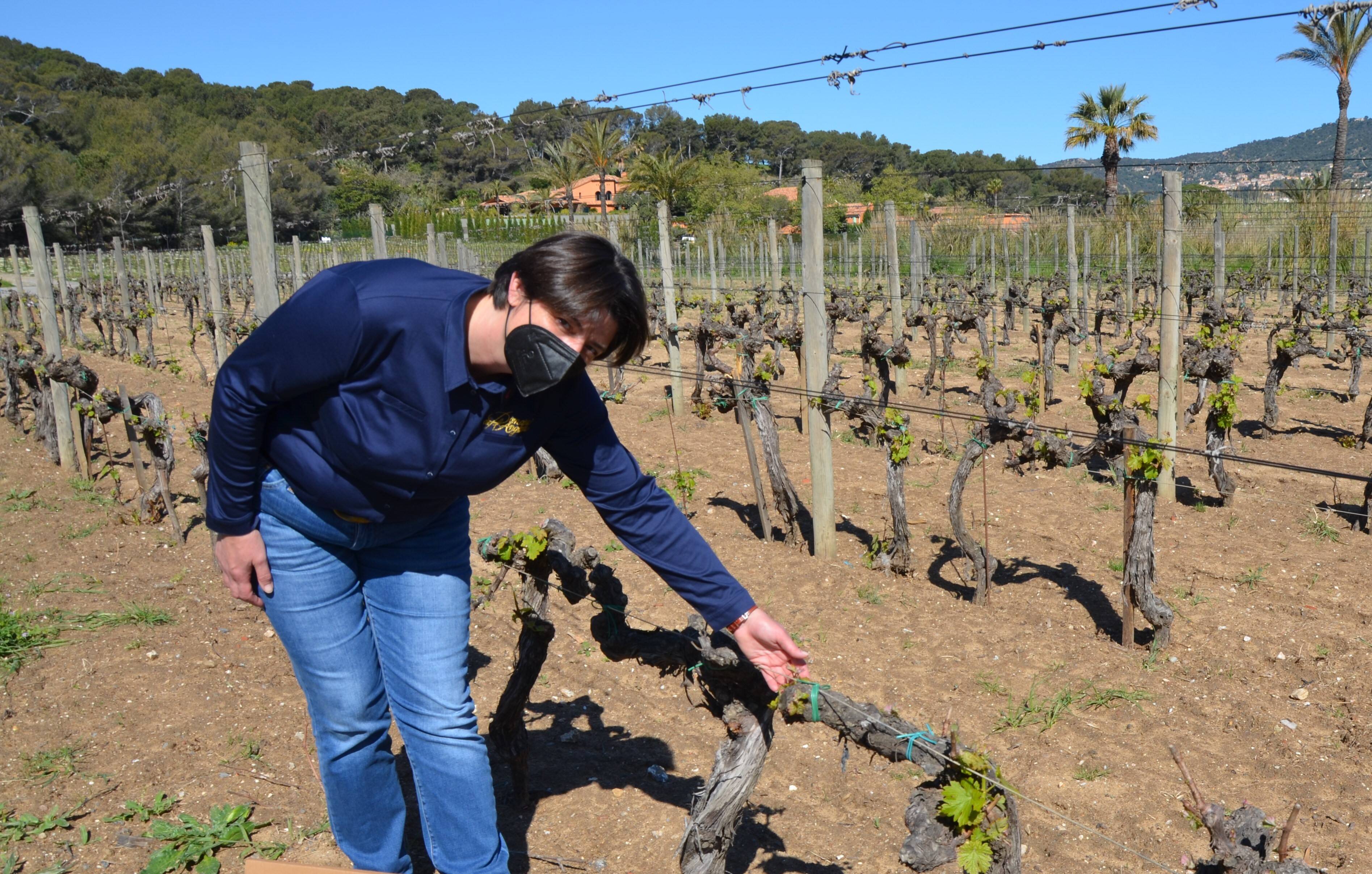 Le domaine de l'Anglade au Lavandou récolte une médaille d'or dans un concours international