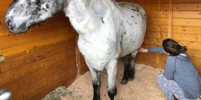 Grâce à de généreux donateurs, le poney Pistache, blessé et sauvé d'un charnier animal est en voie de guérison à Peymeinade