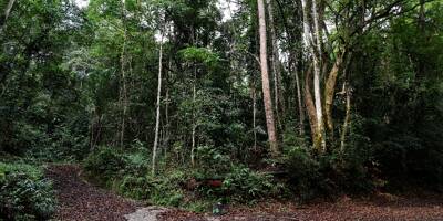Le sommet One Forest pour protéger les forêts tropicales s'ouvre au Gabon
