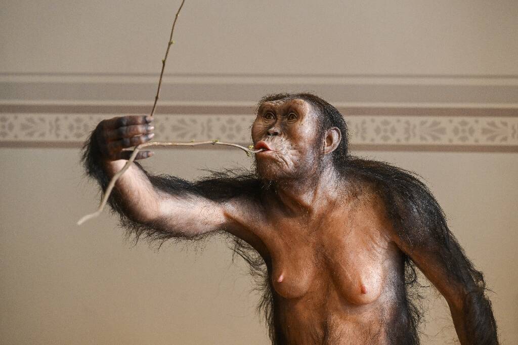 Des ossements vieux de 3,18 millions d'années: premier voyage en Europe de l'australopithèque Lucy, exposée à Prague