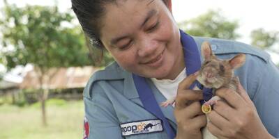 Un rat détecteur de mines prend une retraite bien méritée au Cambodge