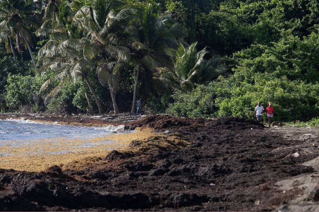 Que faire des sargasses, ces algues qui dégagent des gaz toxiques? 14 ans après la première invasion, Martinique et Guadeloupe avancent doucement pour les valoriser