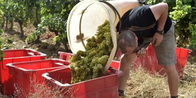 La production française de vin devrait chuter de 29% en 2021, à un niveau 