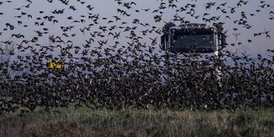Effondrement des oiseaux en Europe: des chercheurs pointent l'agriculture intensive